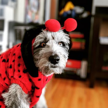 Animals Dressed As Other Animals For Halloween