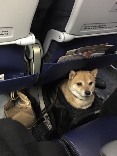 Dogs on planes