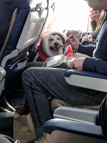 Dogs on planes