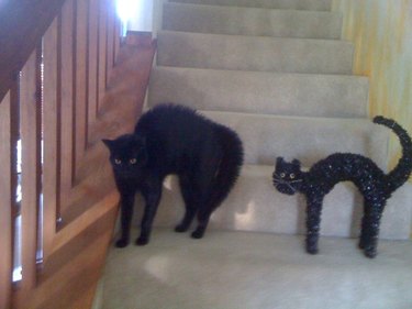 Black cat and black cat Halloween decoration