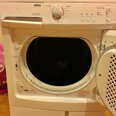 black cat hides in dryer