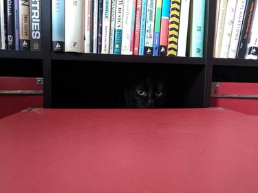 black cat hides in shadow of bookcase