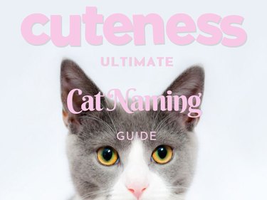 cuteness ultimate cat naming guide