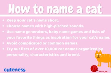 how to name a cat infographic