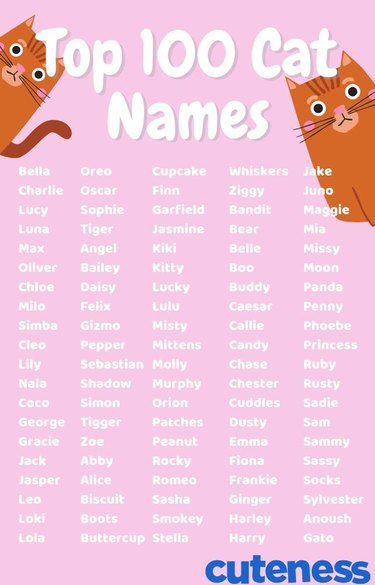 top 100 cat names infographic