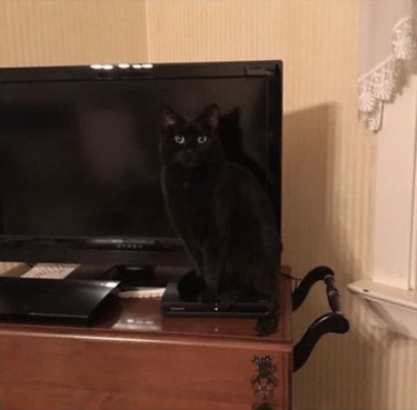 black cats blends into television screen