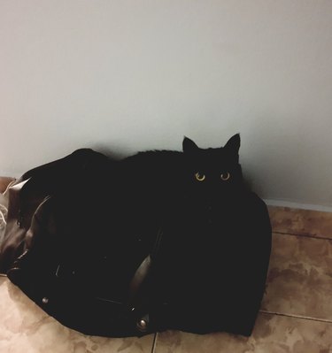 black cat melts into black bean bag