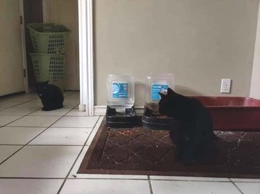 husband doesn't realize family has two black cats