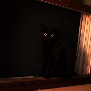 black cat sitting in open window impossible to see