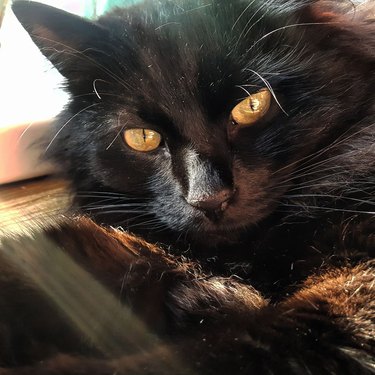 sunlight prompts woman to get camera to photograph elusive black cat