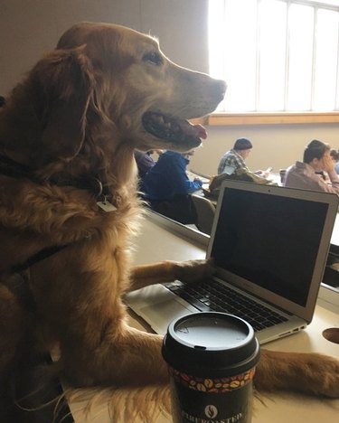 Dog in lecture hall.