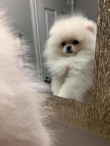 Small white fluffy dog looks at mirror.