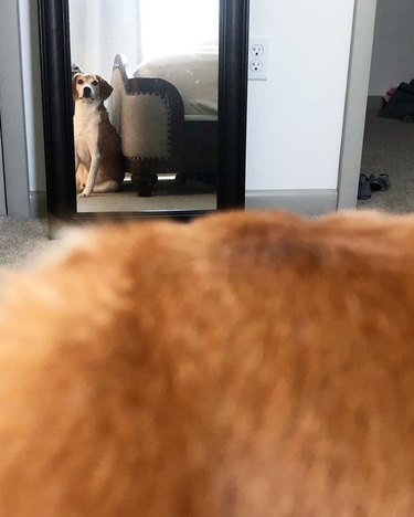 Beagle harrier mix dog stares at themself in mirror.