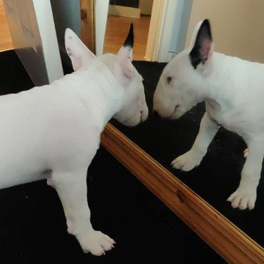 English bull terrier confused by their mirror reflection.