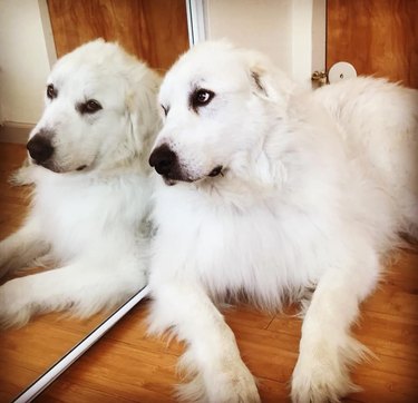 White dog leans against mirror.