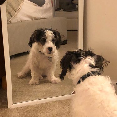 Petit Basset Griffon Vendéen puppy looking in a mirror.