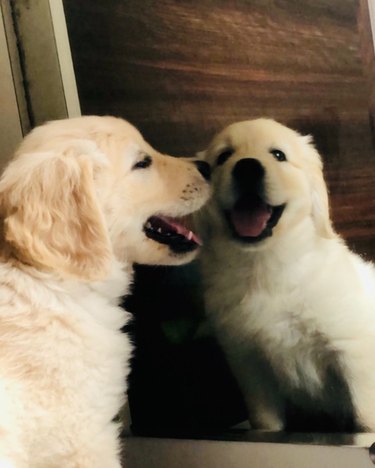 Happy golden retriever puppy stares at reflection in mirror.
