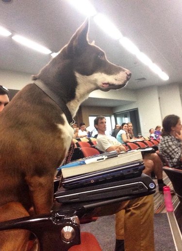 Dog sitting in classroom with two laptops.