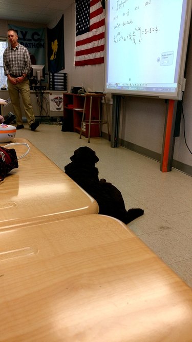 Dog sitting in front of class room.