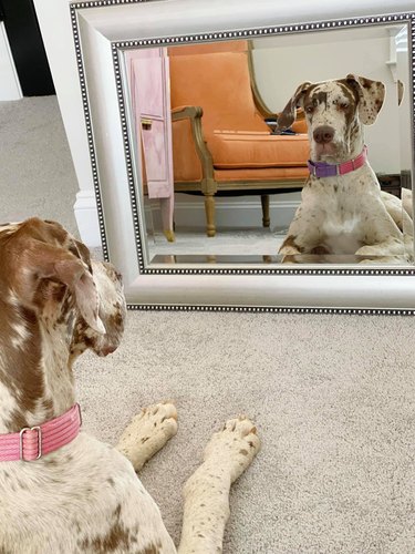 Large brown and white spotted dog sits in front of mirror.