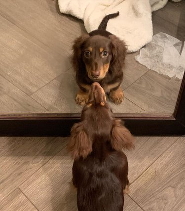weiner dog looks at weiner dog in mirror