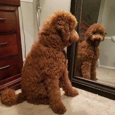 Brown golden doodle admires their reflection in a mirror.