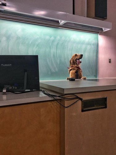 Dog standing at front of classroom.