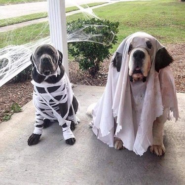 dog in a mummy costume and dog in a ghost costume