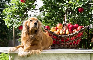 dog apple picking
