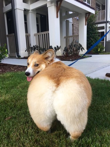 corgi with big butt