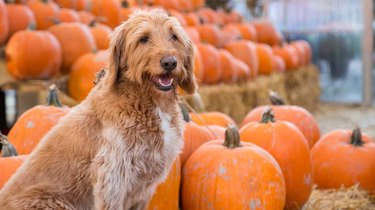 dog at pumpkin patch