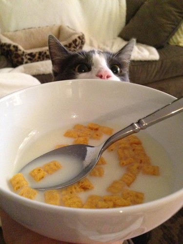 Cat trying to get breakfast cereal