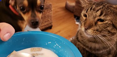 Cat and dog looking at breakfast cereal
