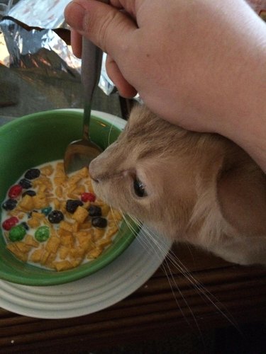 Cat trying to get at breakfast cereal