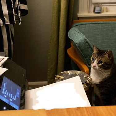 Cat wants to fight printer and is staring at it.