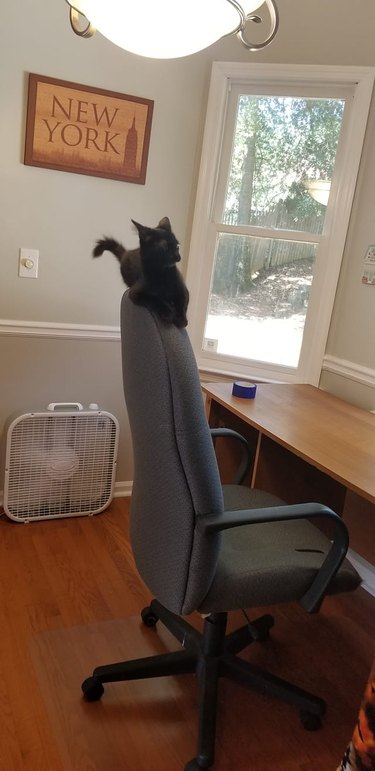 Cat perched on seat with flattened ears