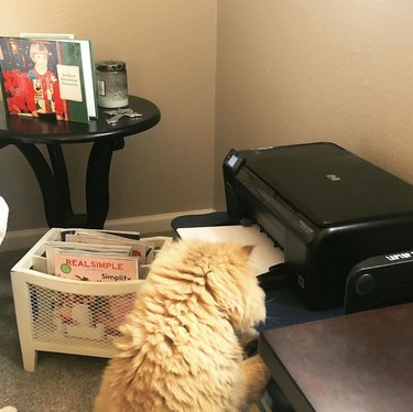 cat tries to climb into printer