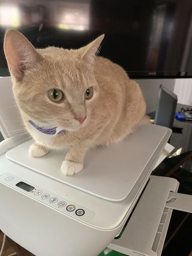 Ginger cat sits on printer.