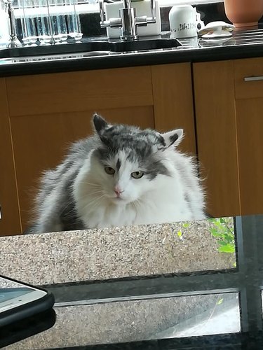 Fluffy cloud cat with airplane ears