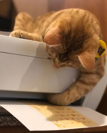 Ginger cat wants to know how printer prints.