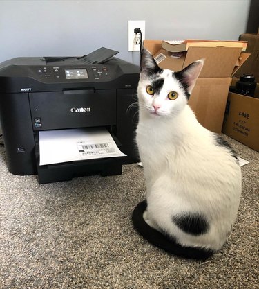 Cat poses in front of printer.