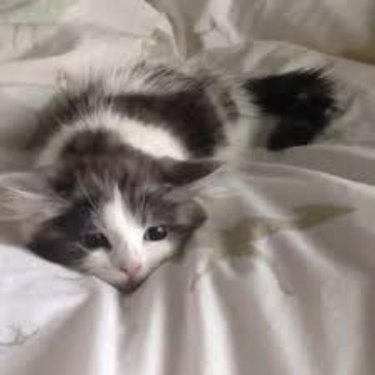 Kitten with flattened ears ready to zoom