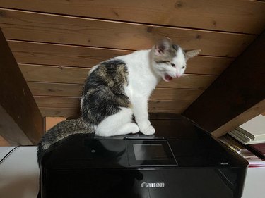 Cat screams at printer as they are sitting on top of it.