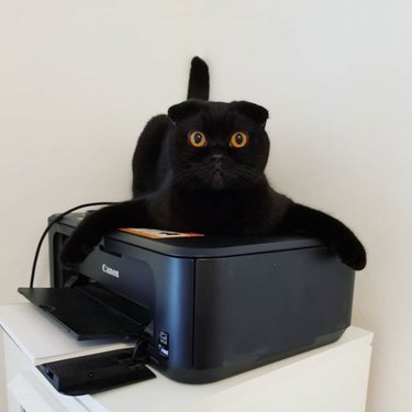 Black cat with amber eyes claims black printer for their own.