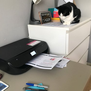 Black and white cat looks down on printer.