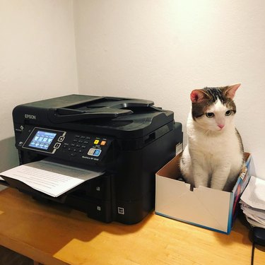 cat sits in box next to printer