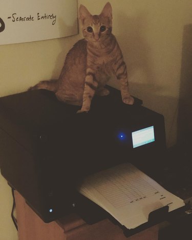 Ginger cat declares dominance over printer.