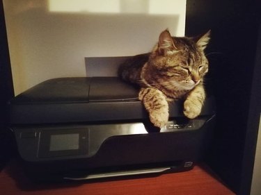 Cat naps on printer instead of bed.