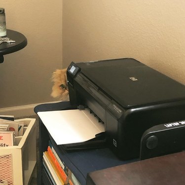 Fluffy cat hides behind printer.