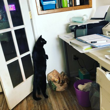 Black cat stands on two legs to look at printer.